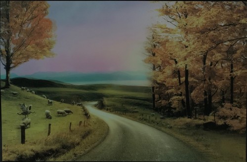 Tree road sheep - sheep, wolf